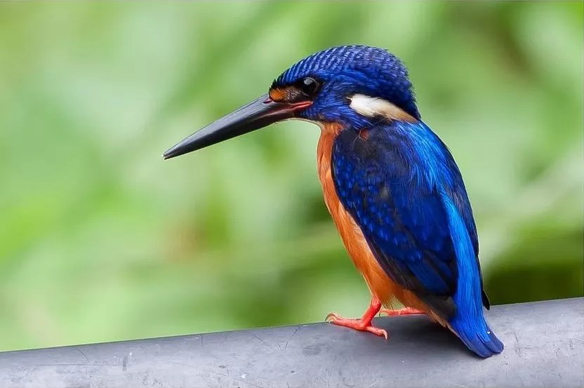 Blueeared Kingfisher vs Common Kingfisher What's the difference