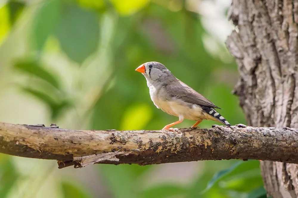 What does a Zebra Finch eat?