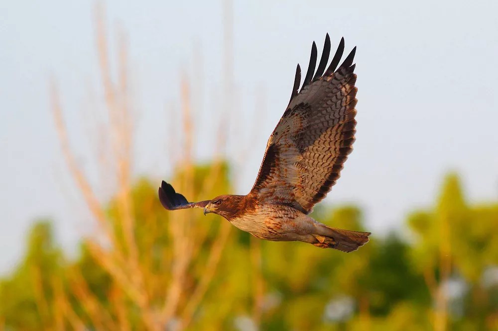 What Does a Hawk Sound Like? [Revealed!]