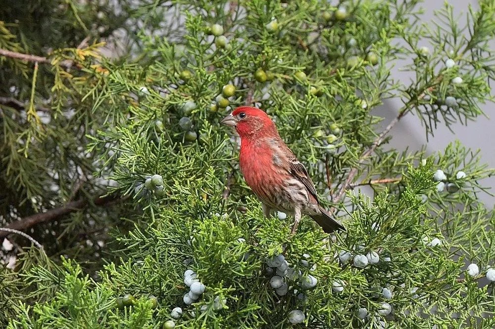 What Color Eggs Do House Finches Lay? [Revealed! ]