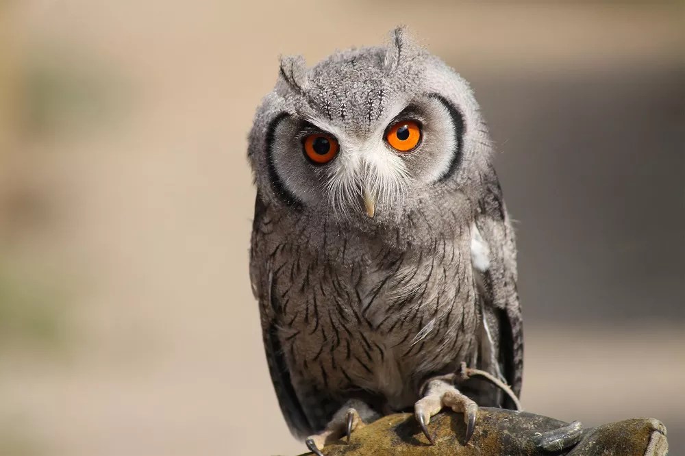 Do Owls Eat Plants? (Everything You Need To Know)