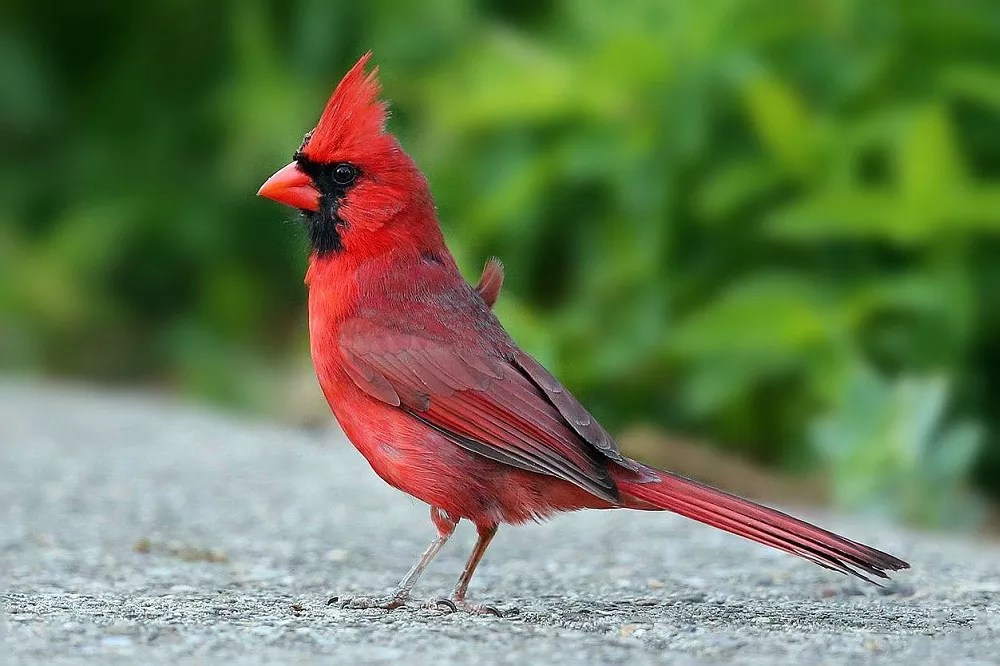 What Do Northern Cardinals Eat?