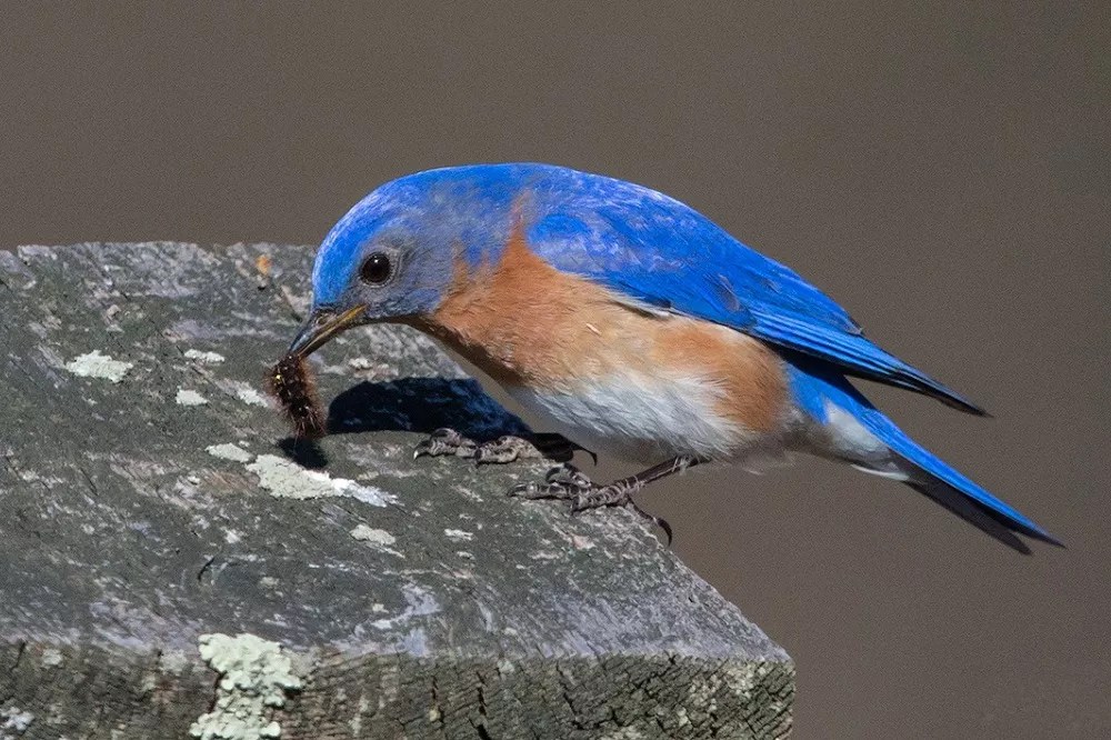 What Direction Should a Bluebird House Face?