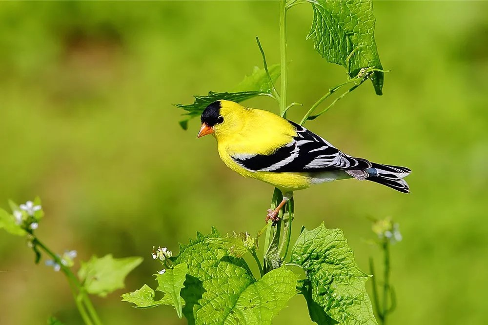 What Plants Attract Goldfinches? All You Need To Know