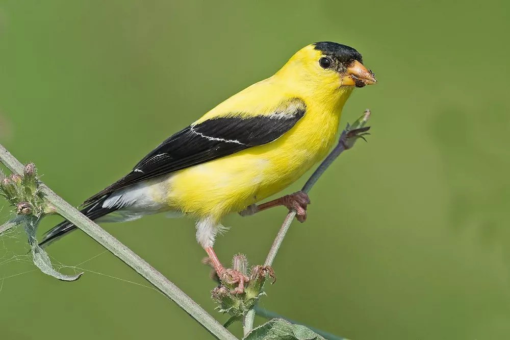 Do Yellow Finches Migrate? Everything You Need To Know