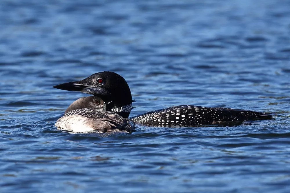 Do Common Loons Migrate? [Revealed!]
