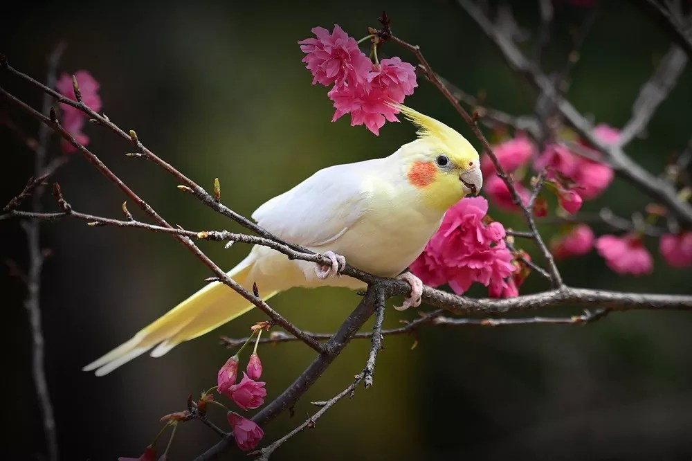 Why is My Cockatiel Losing Feathers? [Revealed!]