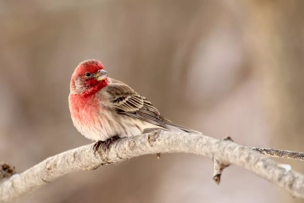 Are House Finches Invasive? [Revealed!]