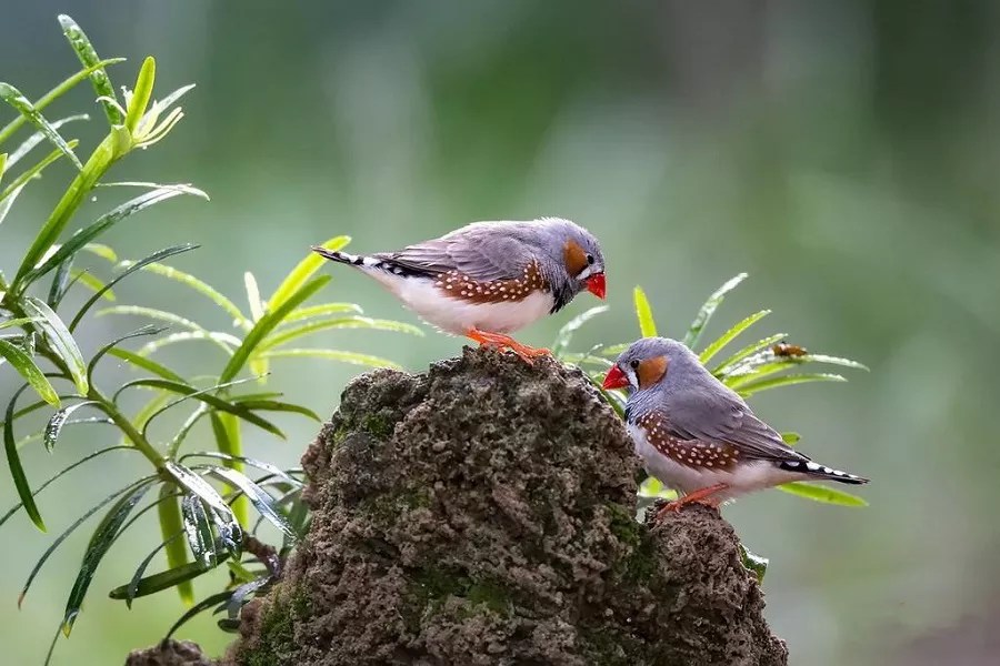 What do Zebra Finches Need in their Cage?
