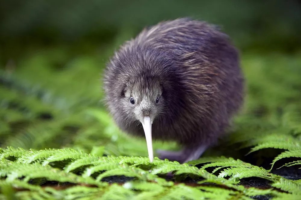 What Does a Kiwi Bird Look Like? [Revealed!]