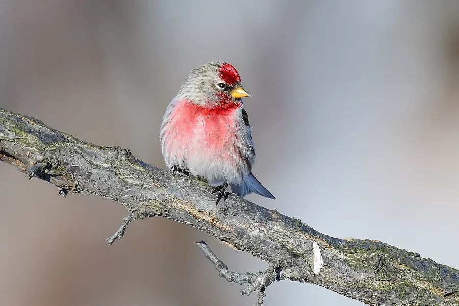 Common Redpoll vs House Finch What is the Difference?