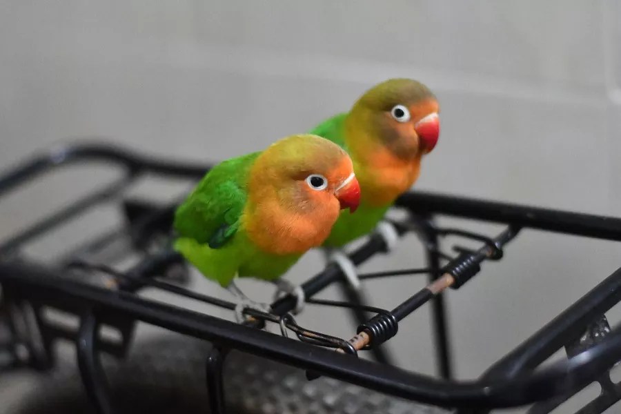 Do LoveBirds Need to be in Pairs?