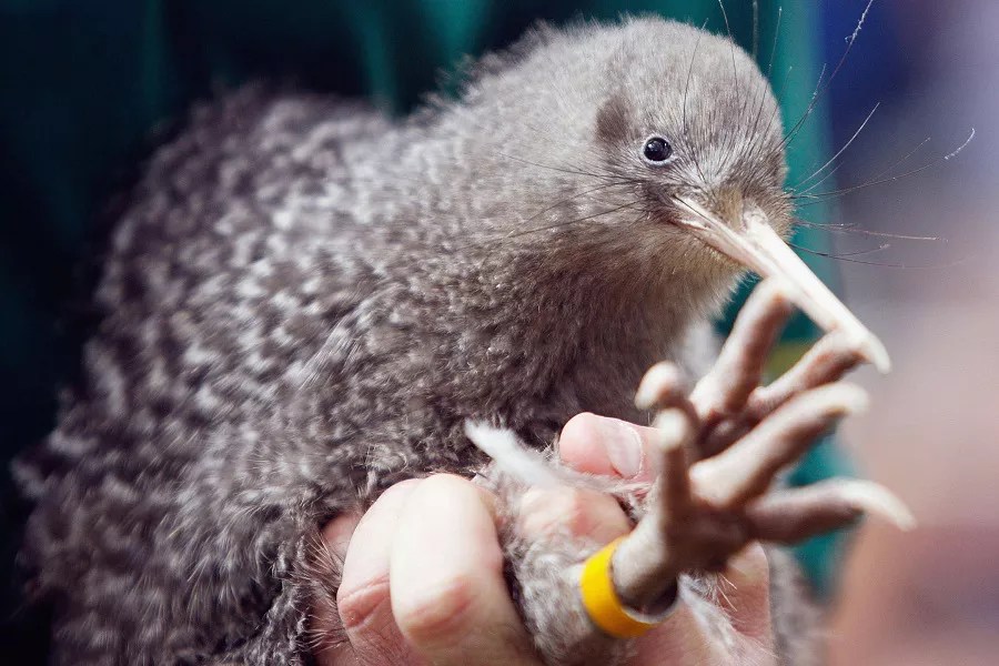 Can Kiwi Birds Fly? (All You Need To Know)