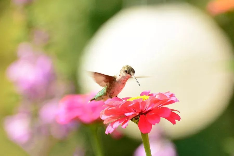 Do Hummingbirds Like Geraniums? [Revealed!]
