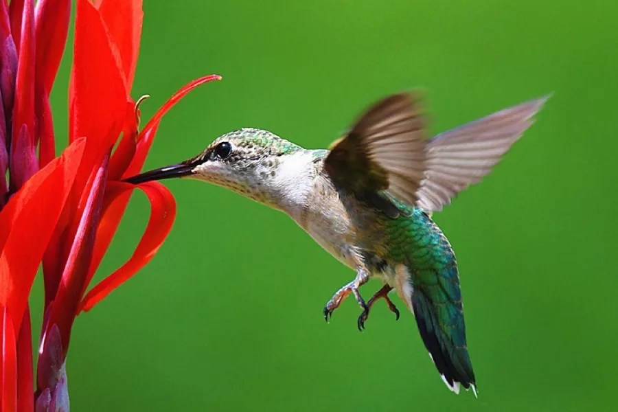 Do Hummingbirds Like Mandevilla? A Definitive Guide