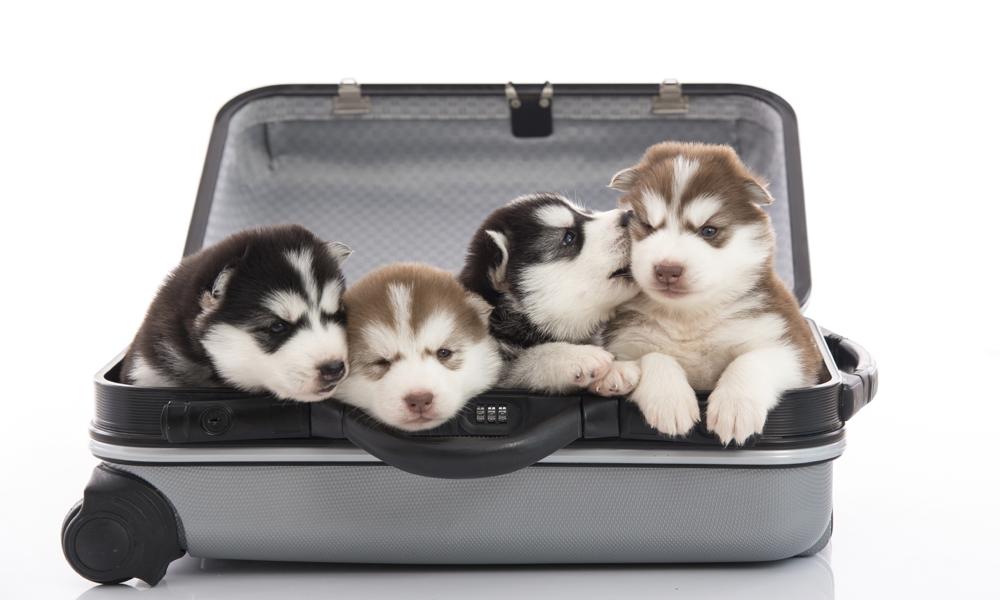 Delta Bans Puppies on All Flights, All Emotional Support