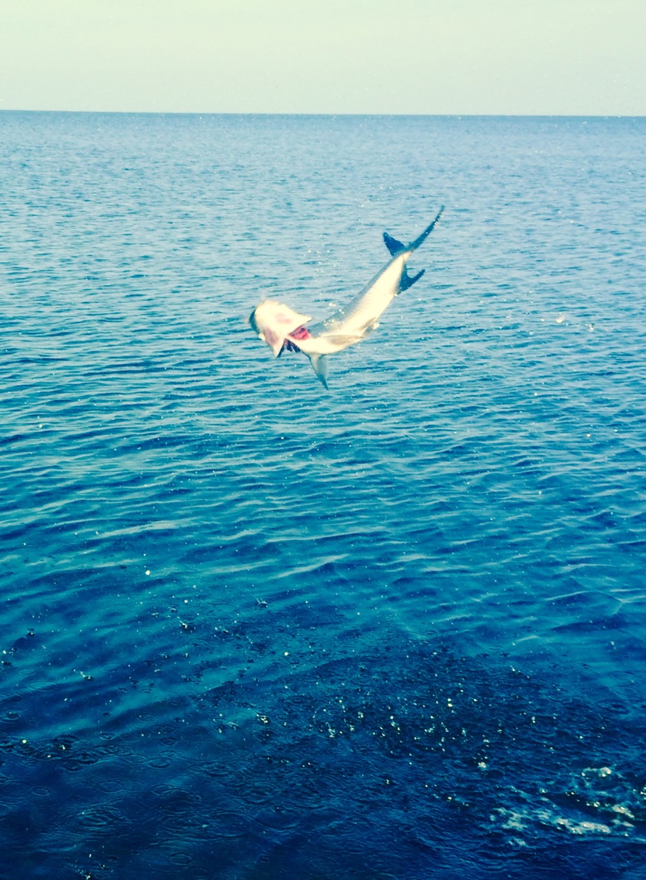 Tarpon FLYFISHBONEHEAD