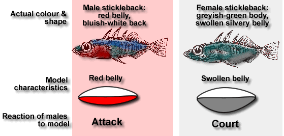Ethology and the design of trout flies