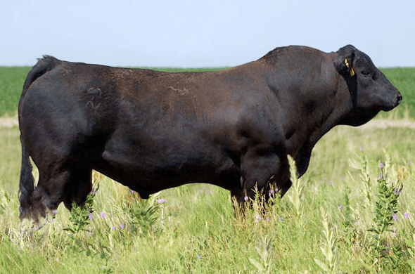 About the Breeds Profiling Balancer, Simmental and Gelbvieh Flying H