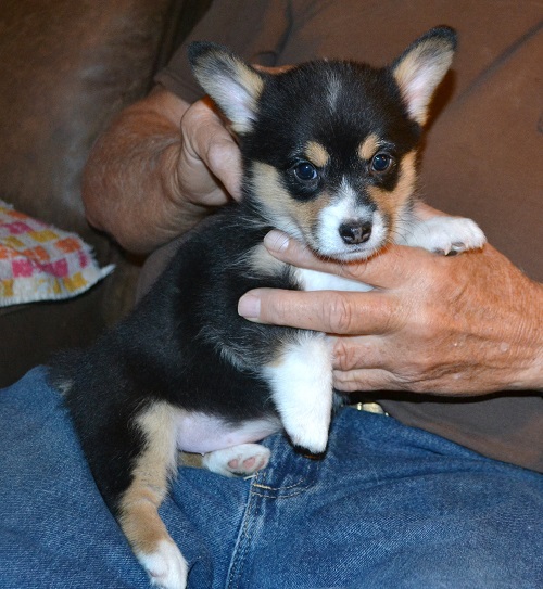 Flying P Pembroke Welsh Presents