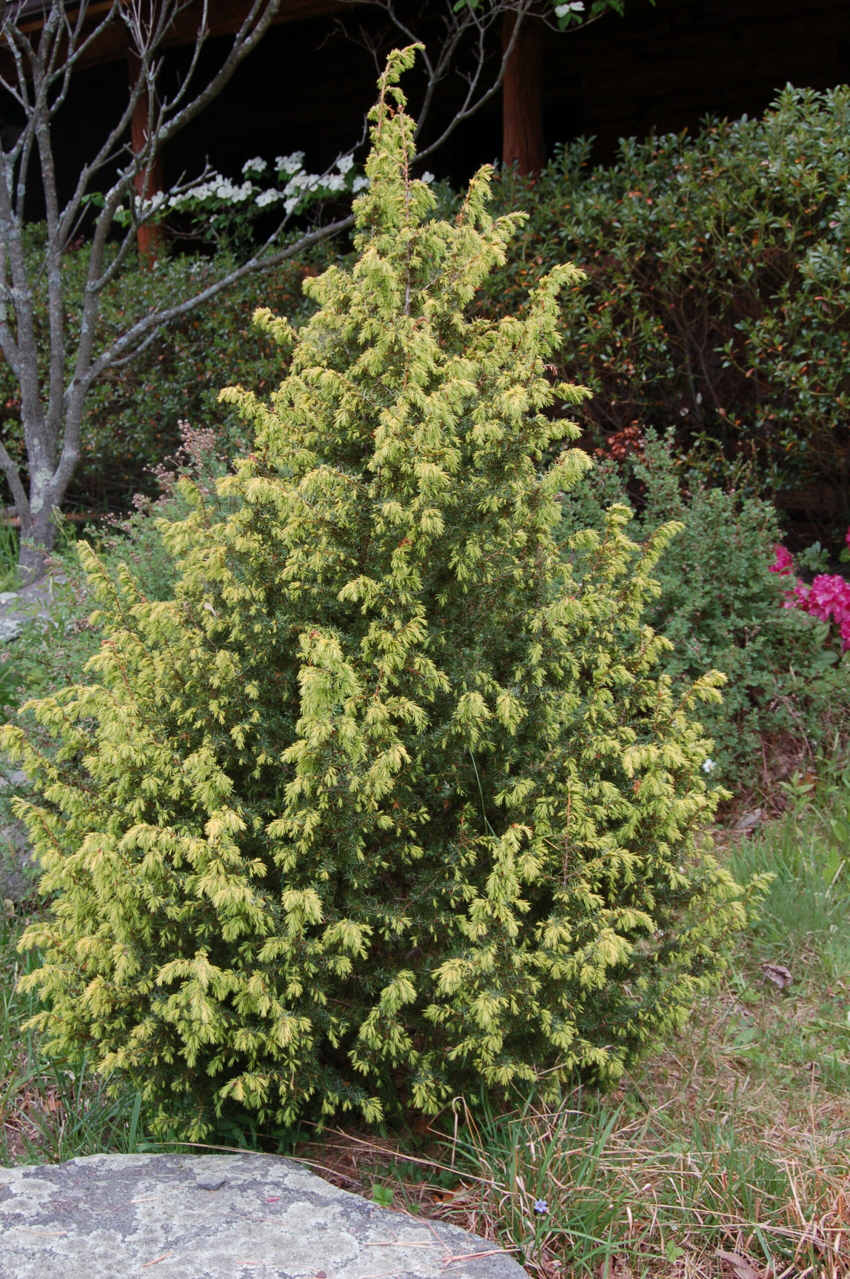 Meadows Aster novaeangliae Flying Trillium Gardens & Preserve