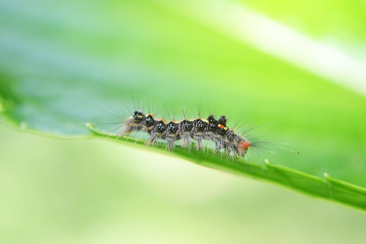 Dealing with the Pesky Invasion Understanding Why There are So Many