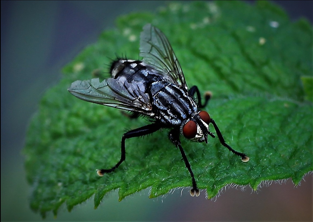 Why Are There So Many Flies in My Kitchen? The Fly Killer Guide