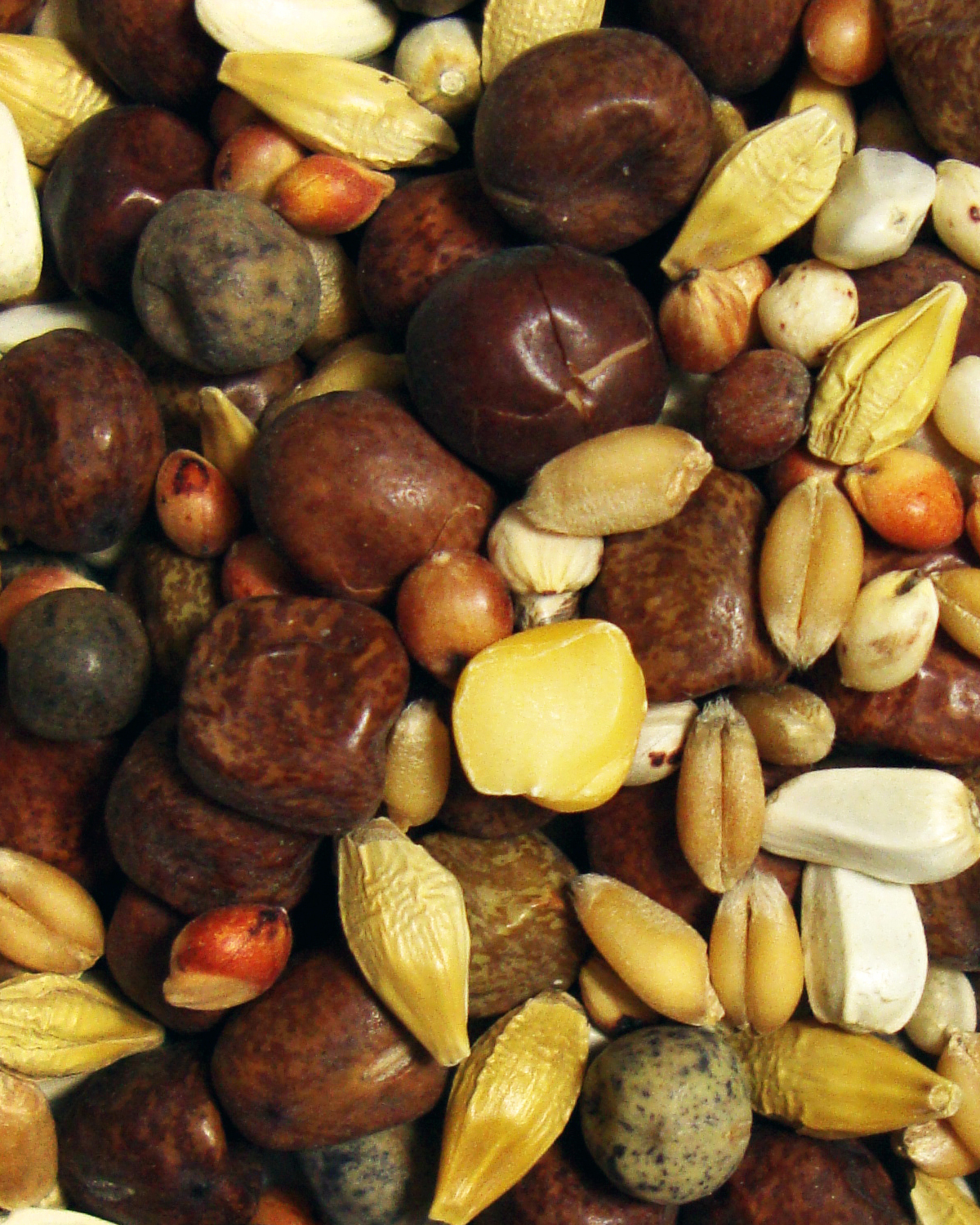 Elite Kafir (European Style) Brown's