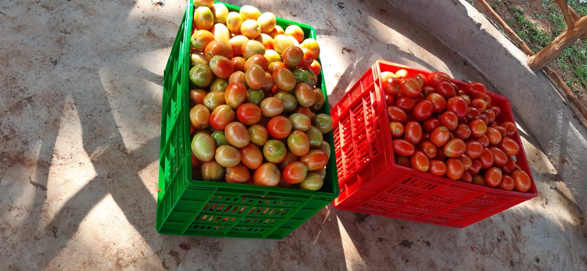 Tomatoes Farmers Market Kenya