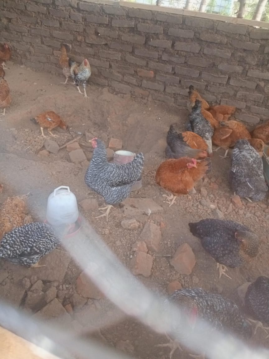 kienyeji chicken for sale Farmers Market Kenya