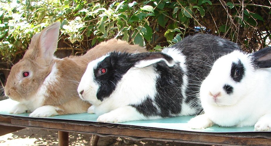 Rabbits For Sale Farmers Market Kenya