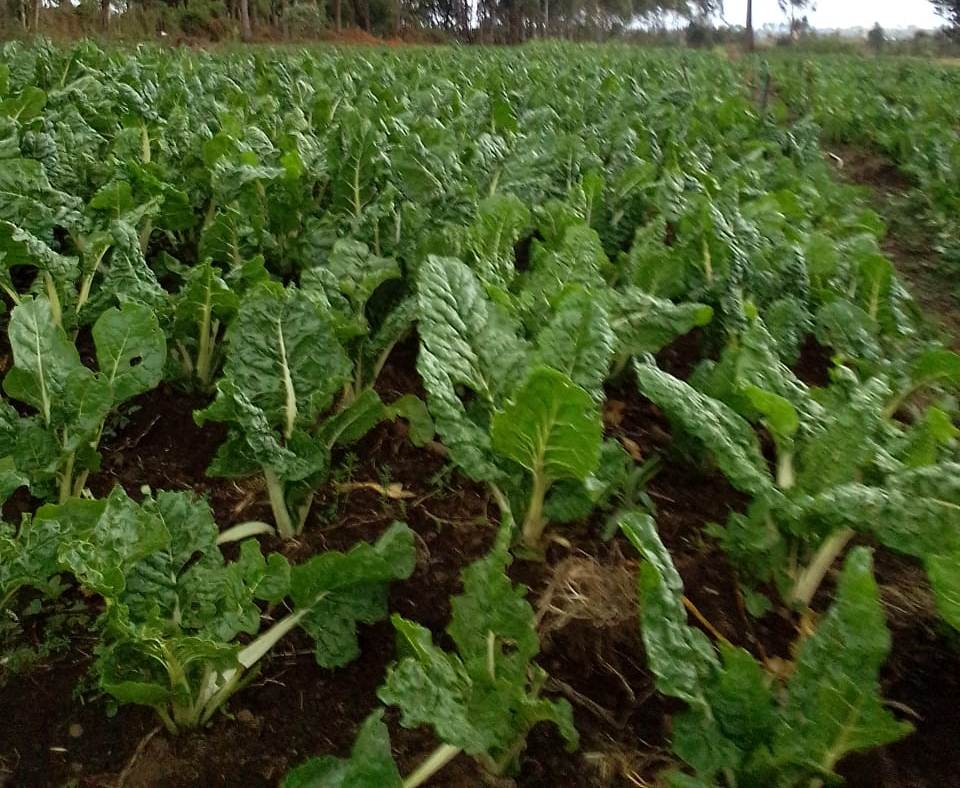 organic spinach for sale Farmers Market Kenya