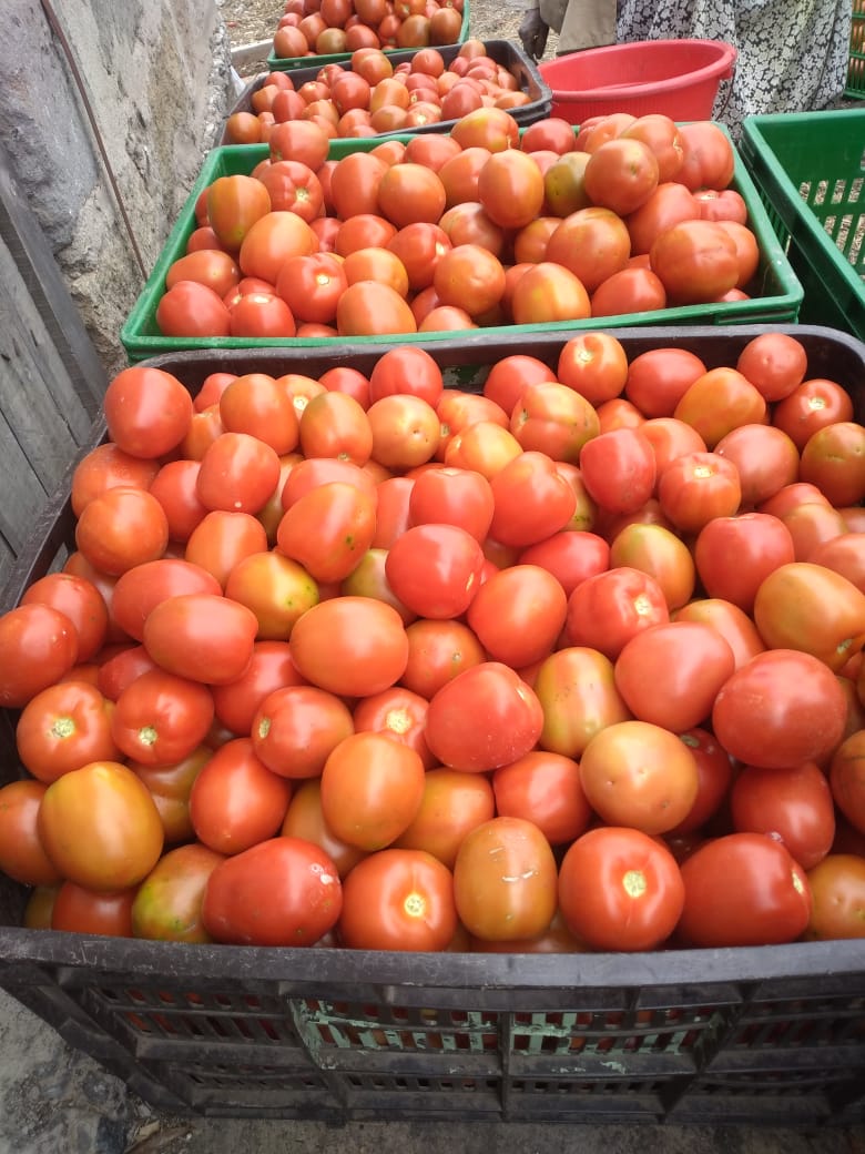 Tomatoes Grade 1 Farmers Market Kenya