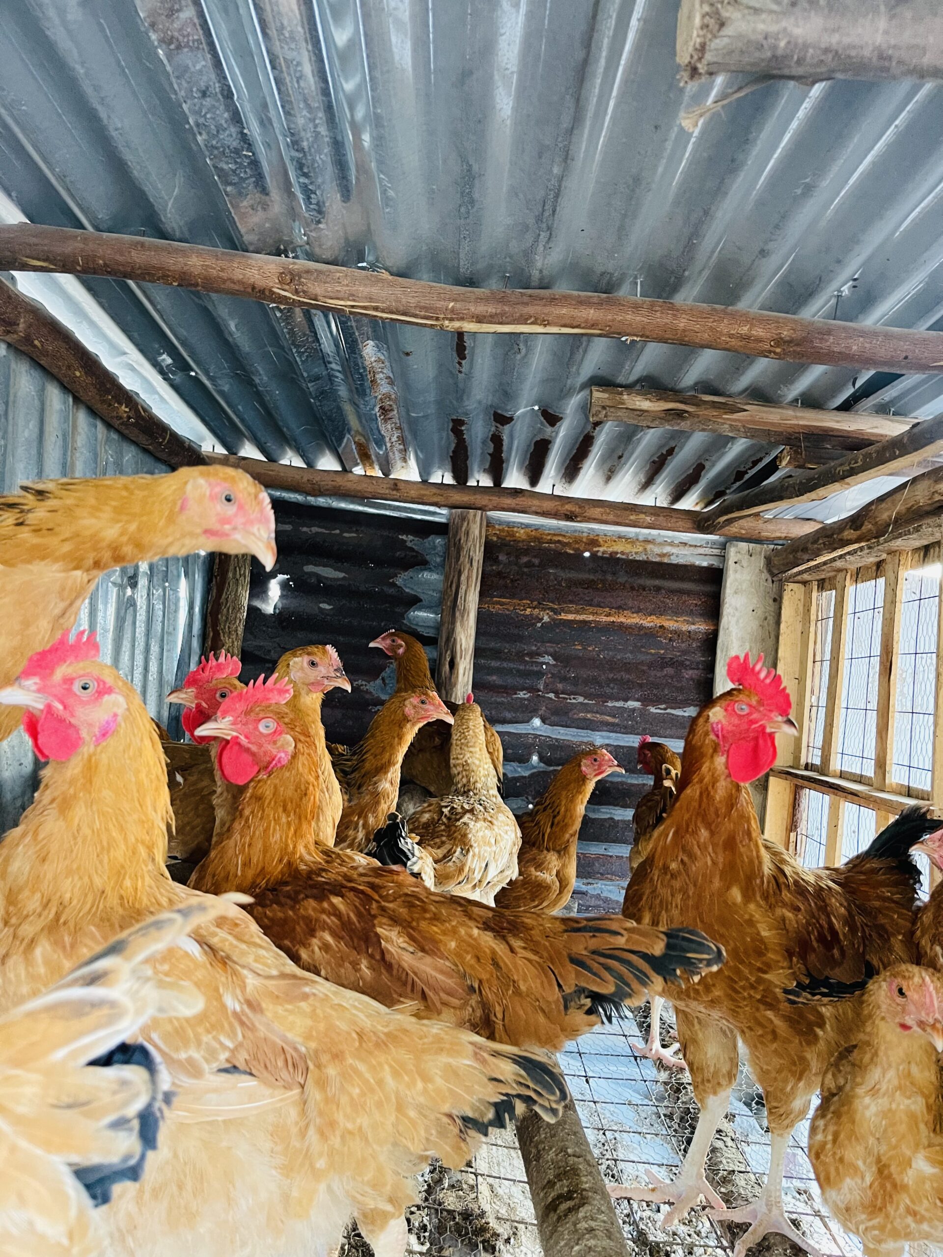 Improved kienyeji chicken Farmers Market Kenya
