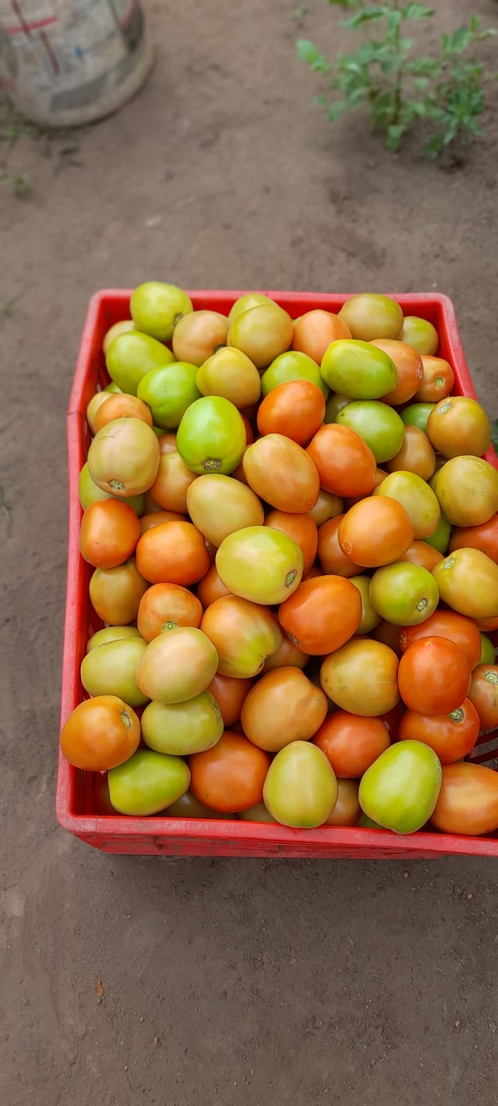 Tomatoes Farmers Market Kenya