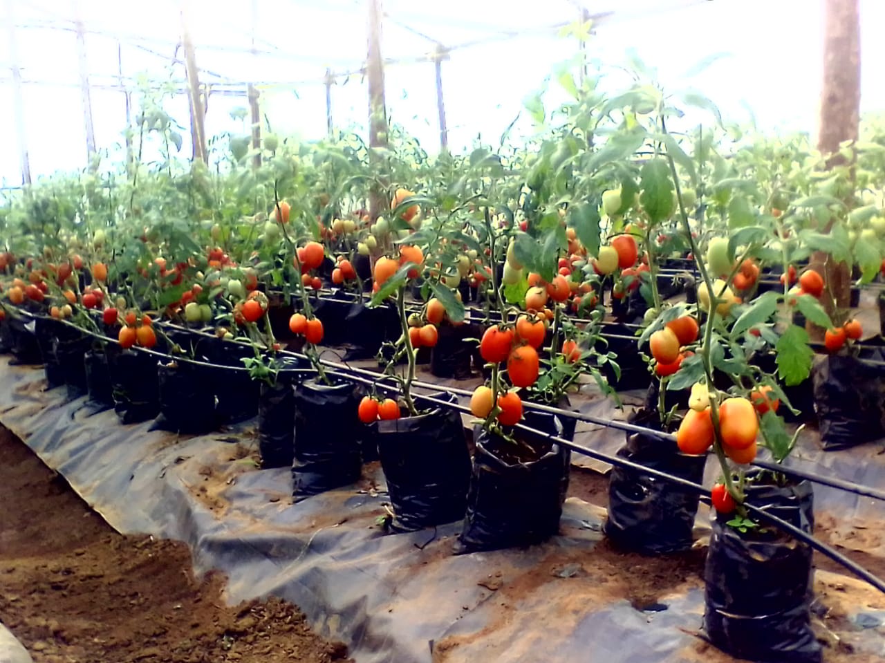 Tomatoes ready for the market Farmers Market Kenya
