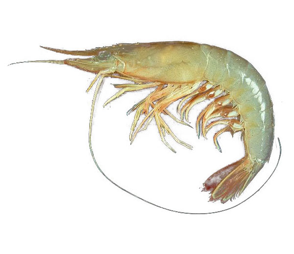 墨魚英文名稱墨魚目 Rzcpe