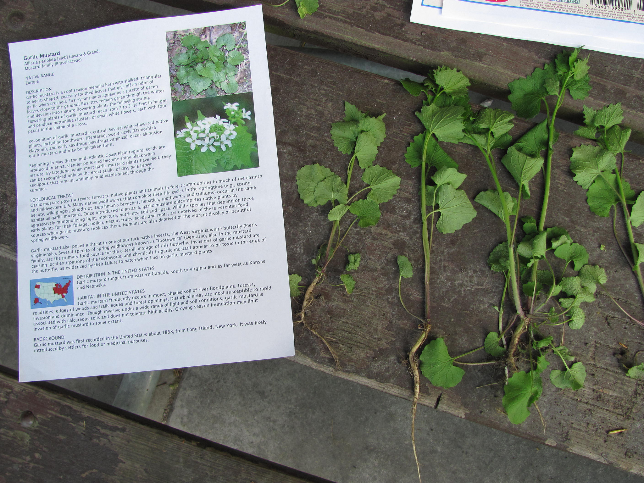 Help Remove Invasive Species Garlic Mustard Friends of the Mississippi River