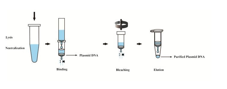 Plasmid Dna Isolation