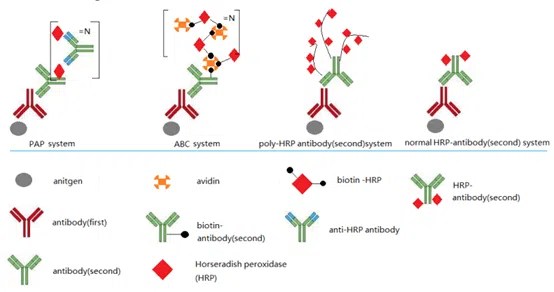 How-Does-Poly-HRP-Secondary-Antibody-Amplify-Signal? - FineTest Antibody
