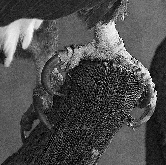 Focalization Bald Eagle Talons Photograph