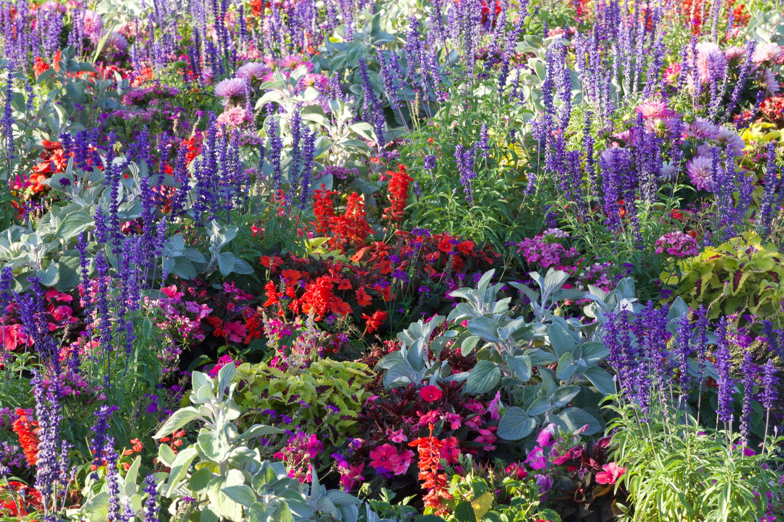 flowers focal length