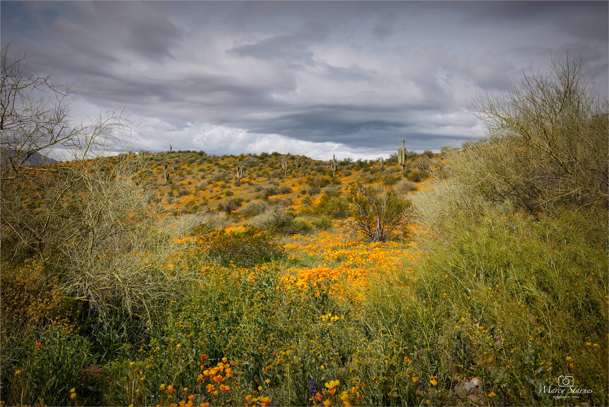 Peridot MesaAZ Focal World