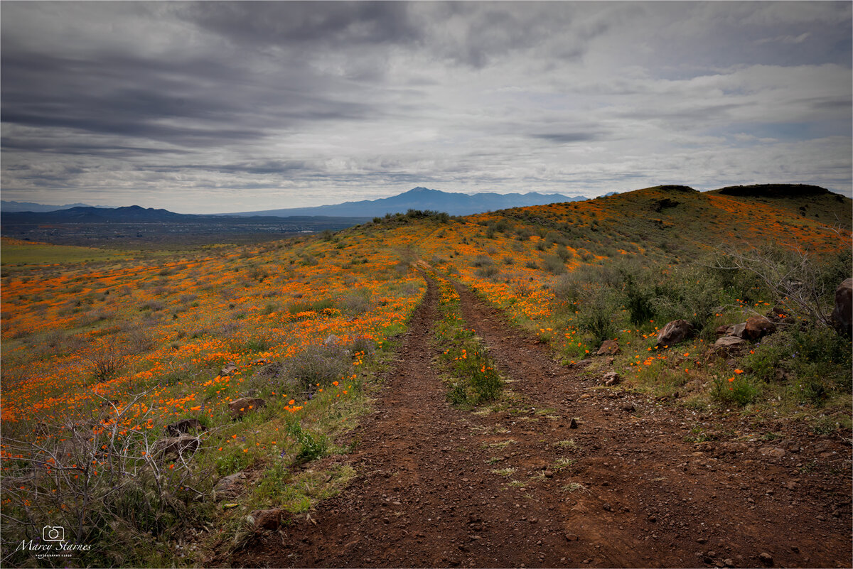 Peridot MesaAZ Focal World