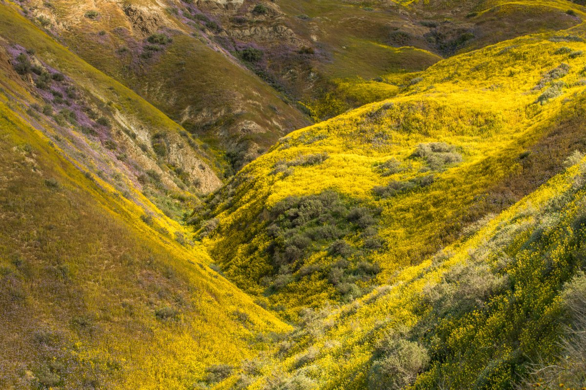 Carrizo Plains April 5th and 6th Focal World