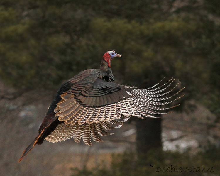 Turkey in Flight Focal World