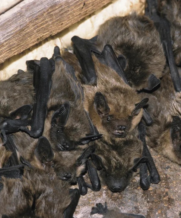 Bat Surveys For Planning Permission Licensed Bat Surveyors