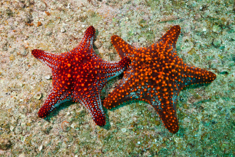 Le stelle marine più belle FocusJunior.it