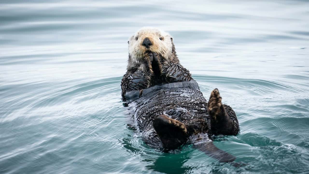 4 Animals Personality Test Focus on the Family
