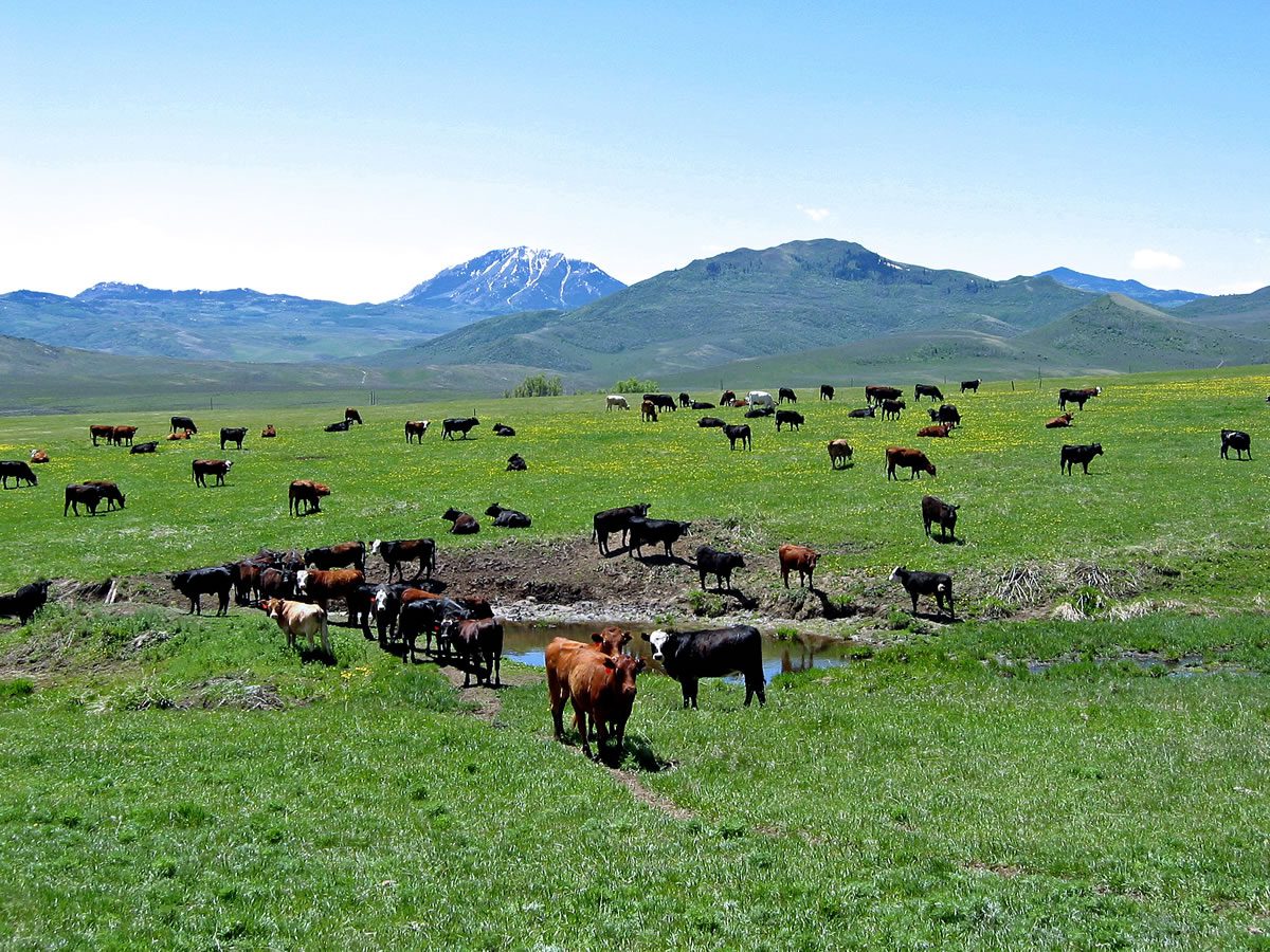 Spring Time And Cattle Focus Ranch A Real Working